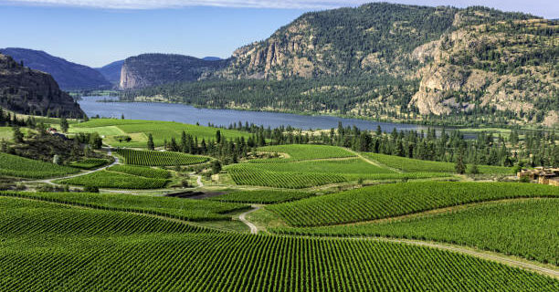 Wine Vineyards in the south Okanagan near Pentiction British Columbia Canada with Vaseux Lake and mountain cliffs in the background